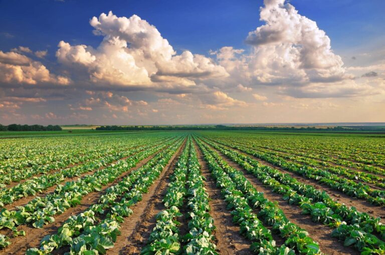 Proyecto AgriAdapt cambio climático sector agrario tipos cultivo adapatación