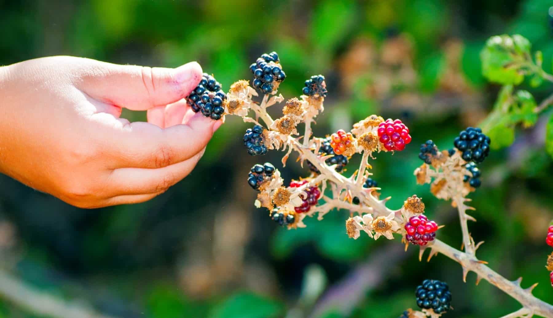 Proyecto Plantas Olvidadas economía rural cambio climático