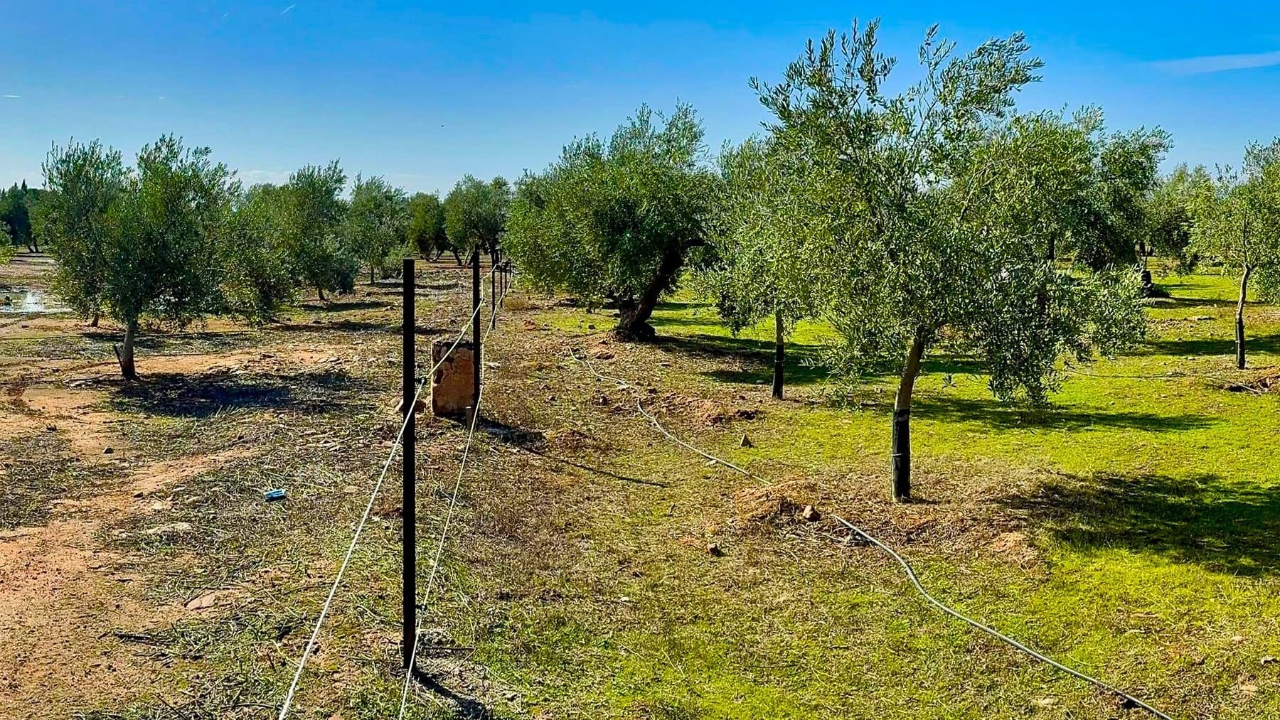 Proyecto Hidrolivar optimiza uso agua luvia zonas mediterráneas olivares productivos