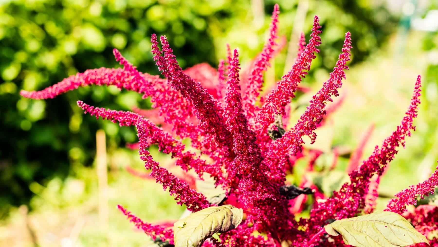 amaranto alternativa saludable cereales tradicionales