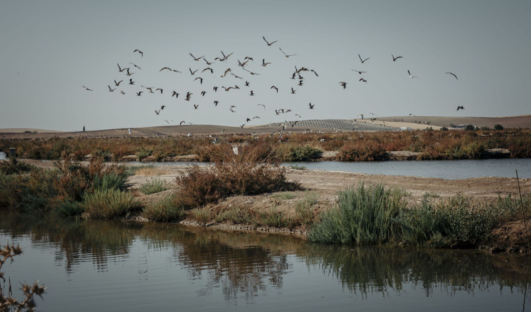 Recuperan Humedales Trebujena Guadalquivir
