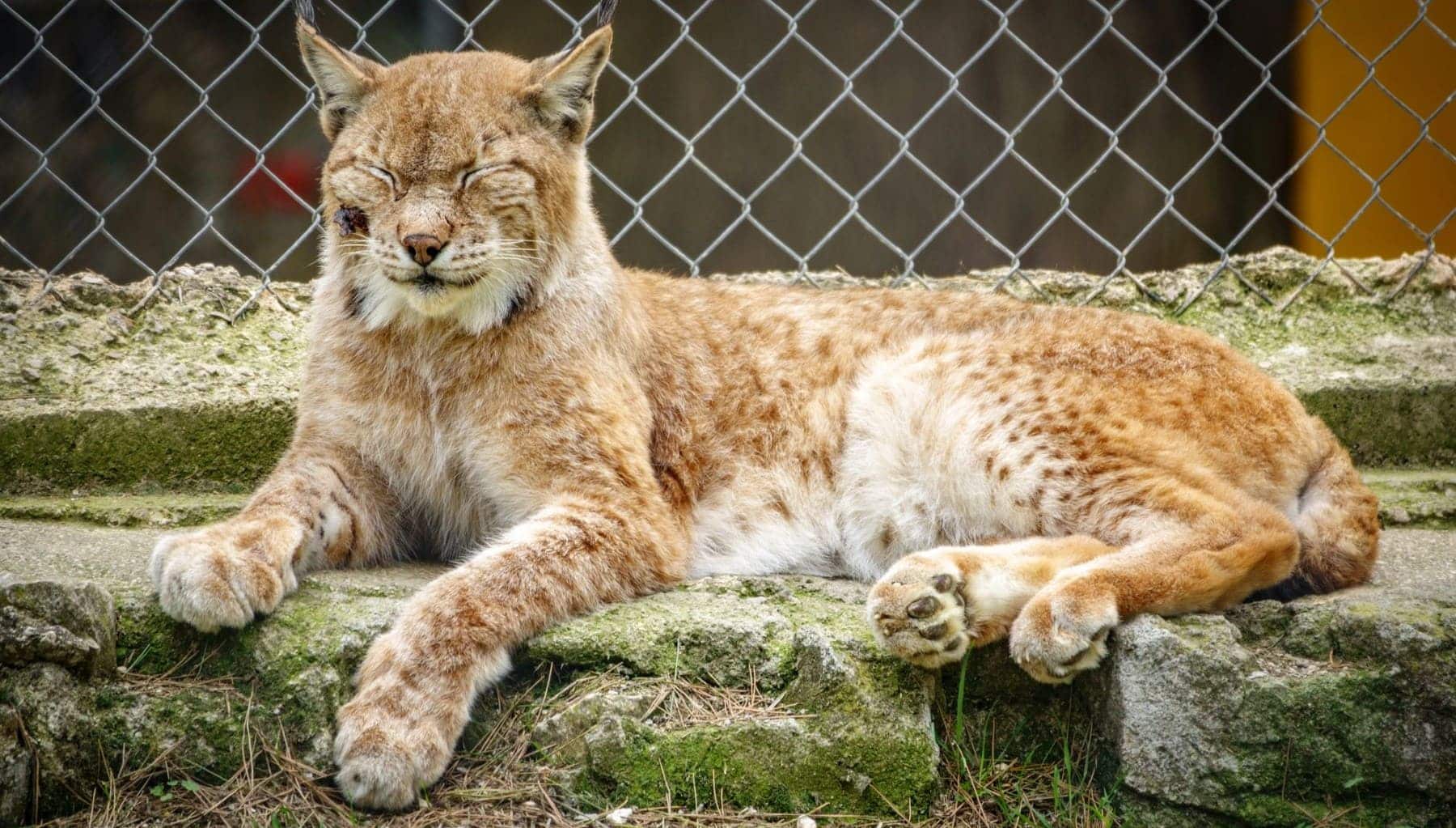 Centro Recuperación Fauna Silvestre Cuenca Fuentenava Jábaga