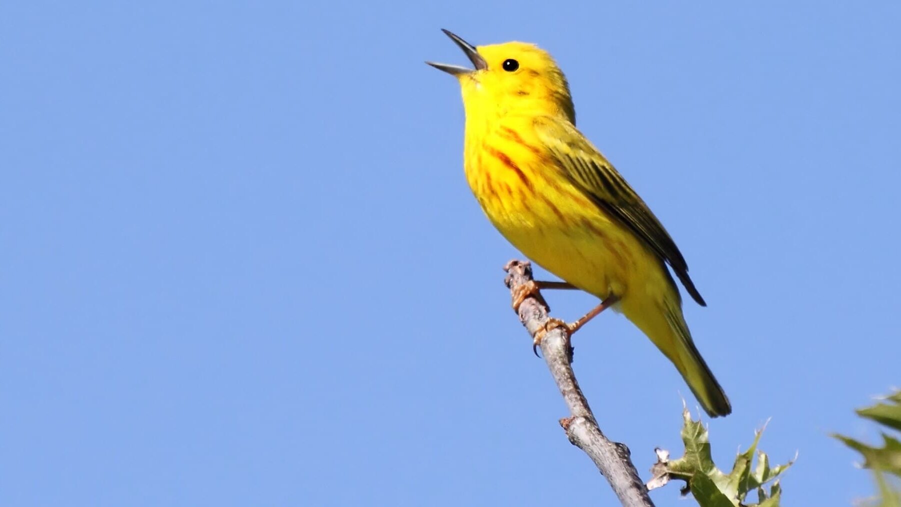 Segunda jornada Congreso Español de Ornitología 2025