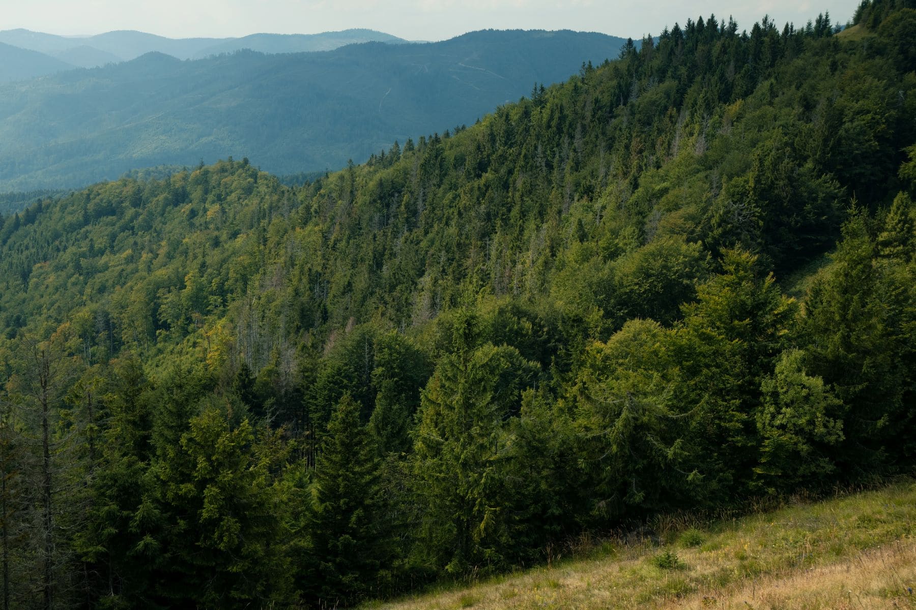 Selvinet montes Álava