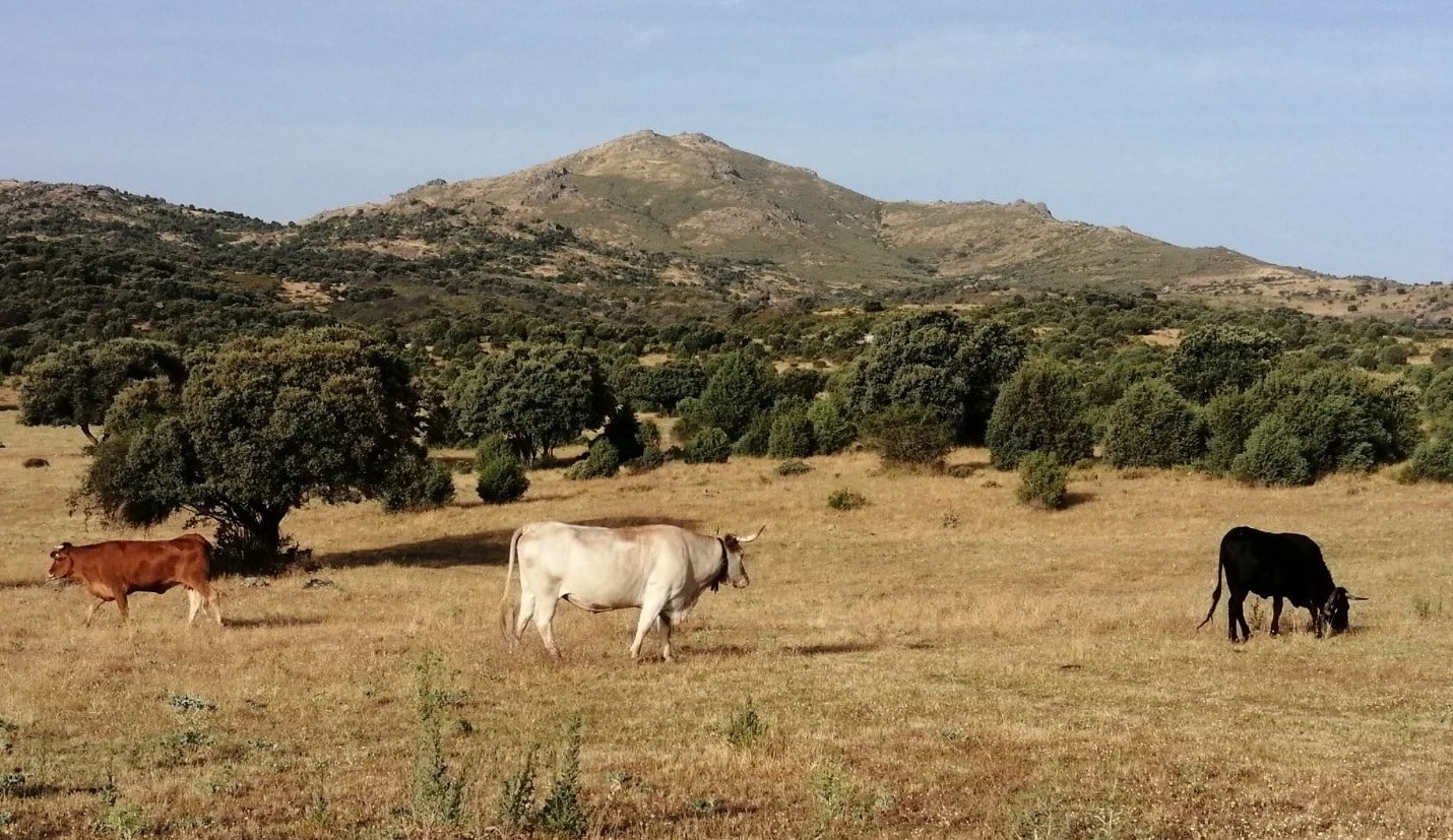 Sierra Madrid ejemplo coexistencia ganadería extensiva fauna silvestre
