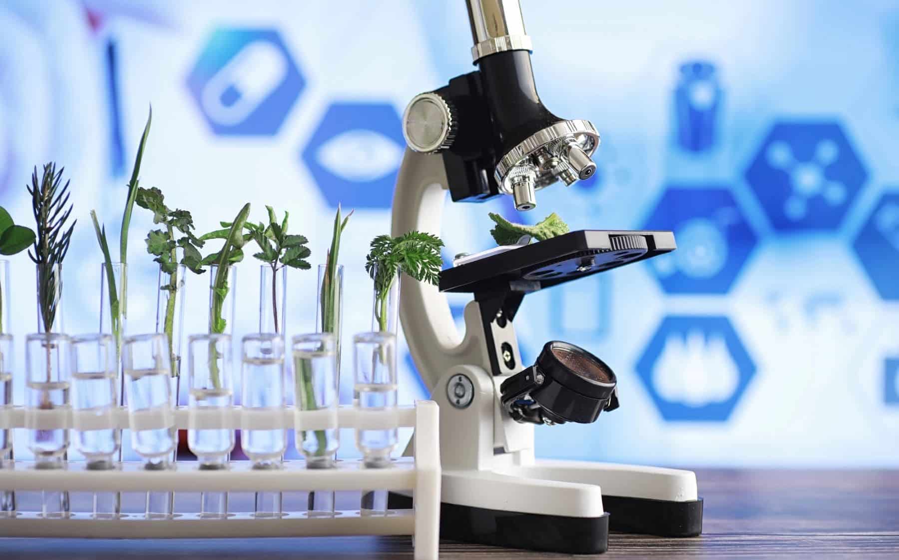 estudio proteína BDH crecimiento plantas