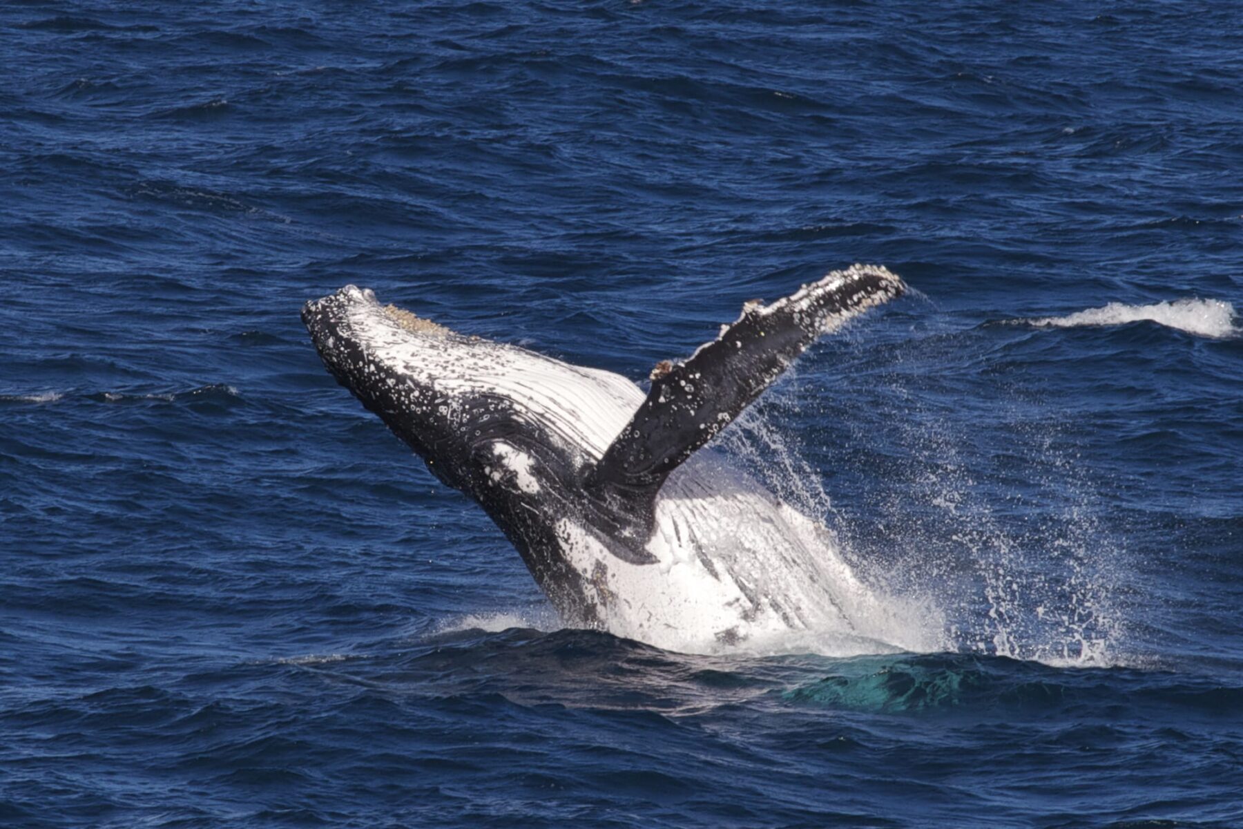 Ballena traga kayak deportista Estrecho Magallanes Patagonia