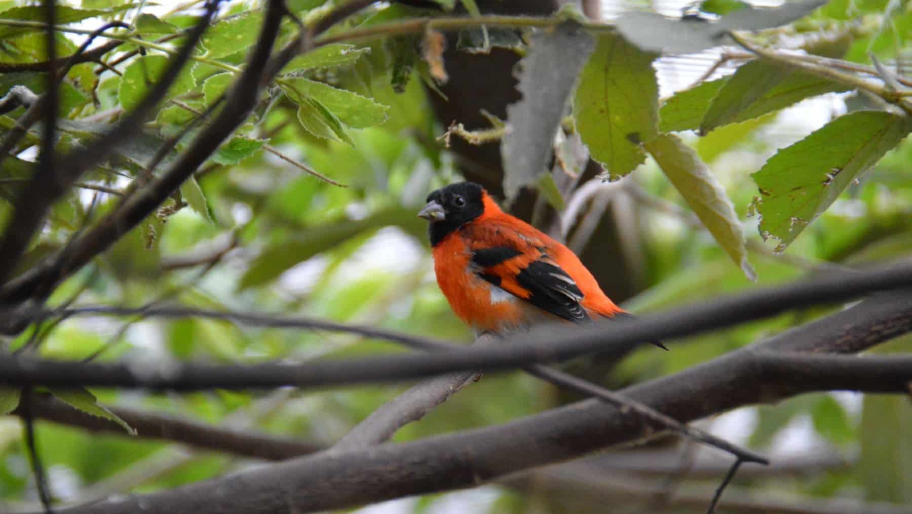 Venezuela Cardenalito