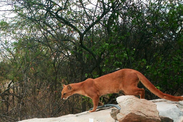 Yaguarundí felino