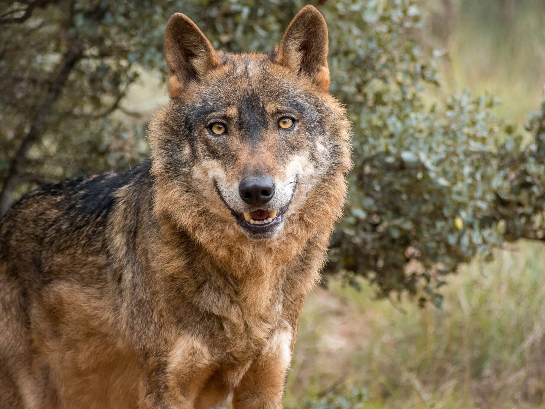 Lobo estrictamente protegido UE lobo ibérico España
