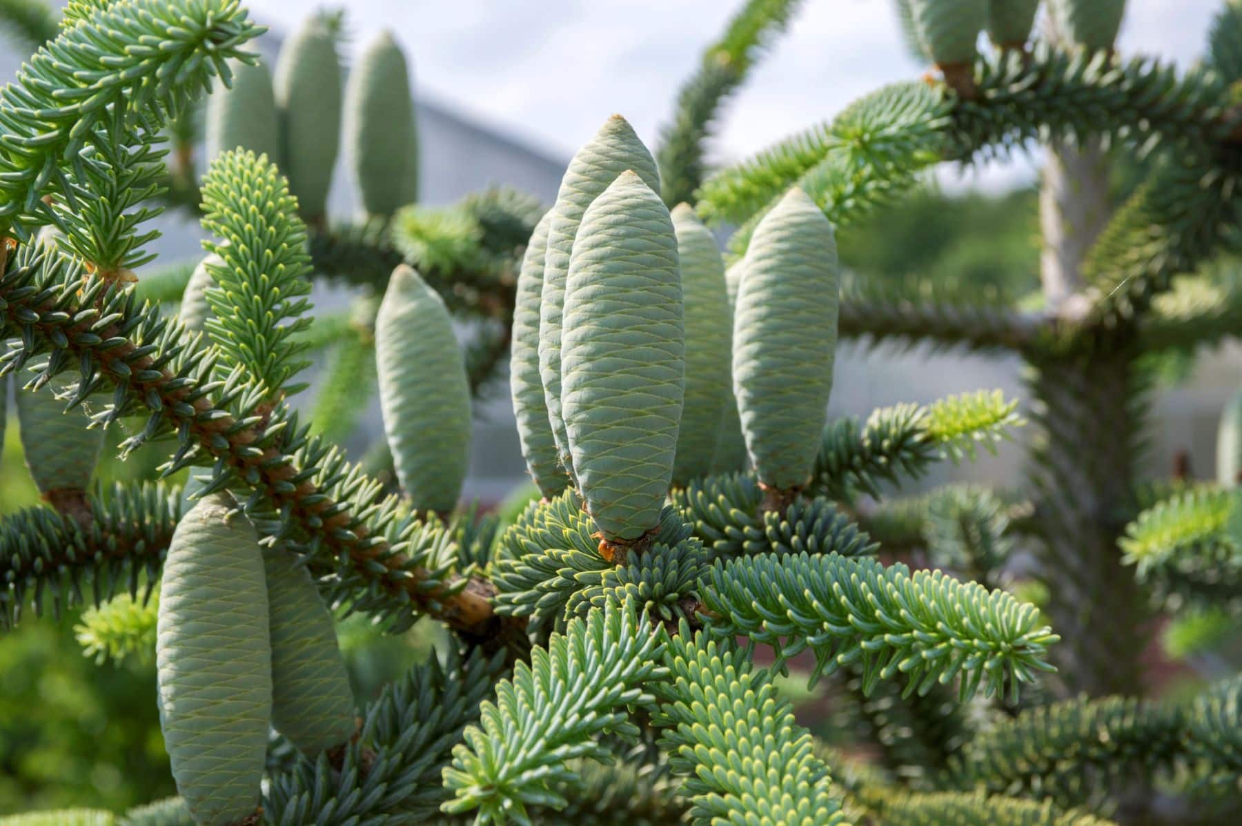 Andalucía pinsapo peligro extinción