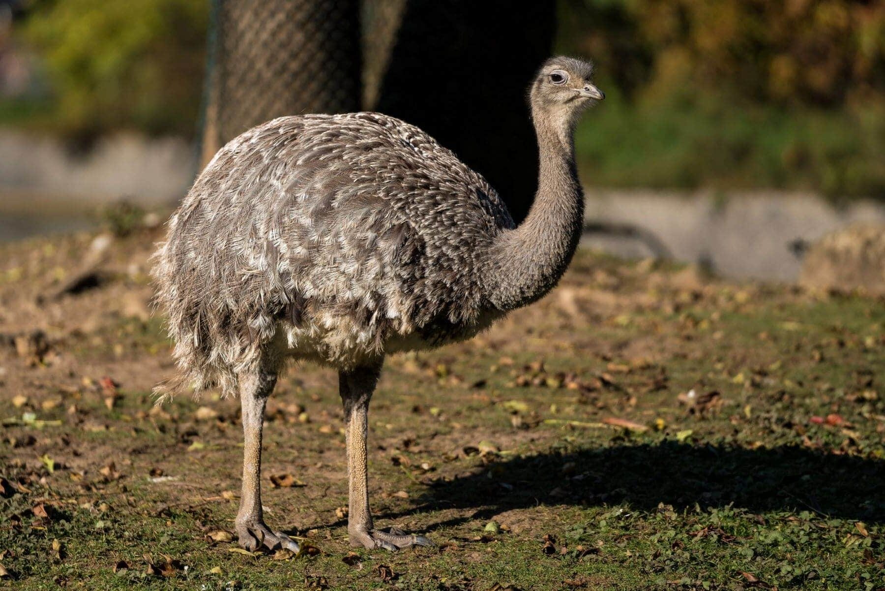 Argentina y Chile translocación binacional 15 choiques ñandúes patagónicos