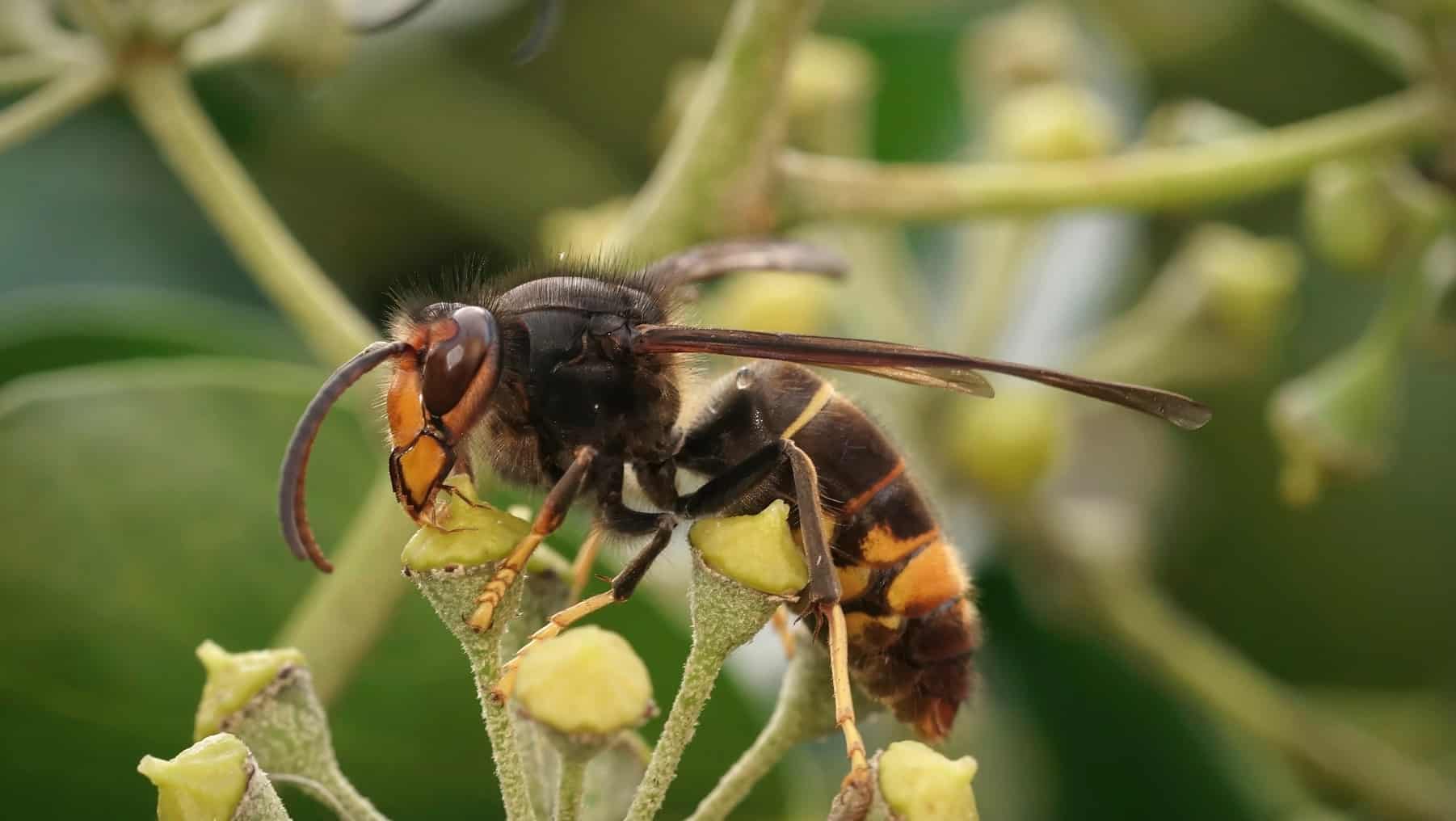 campana control avispa asiatica mallorca