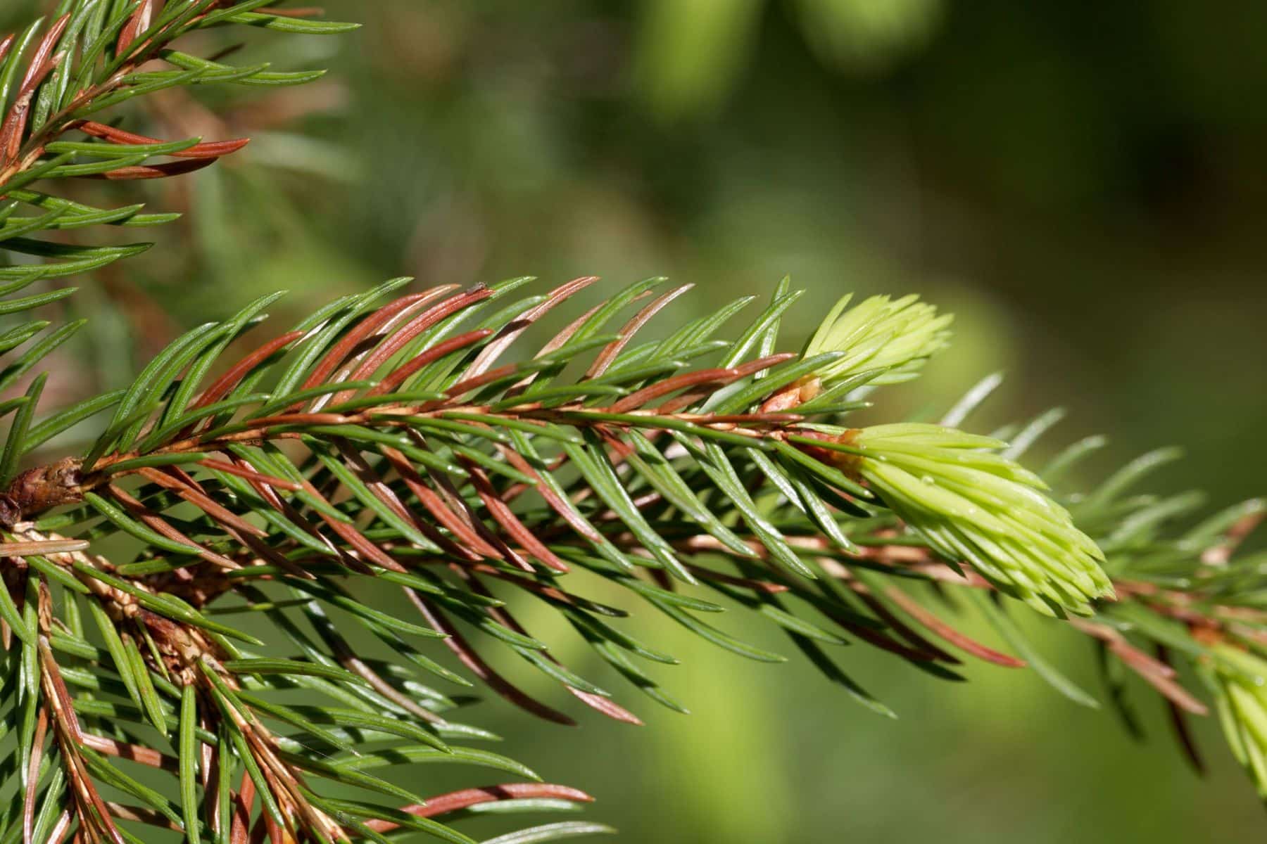 Asturias repoblará montes Tineo incendios peste pino