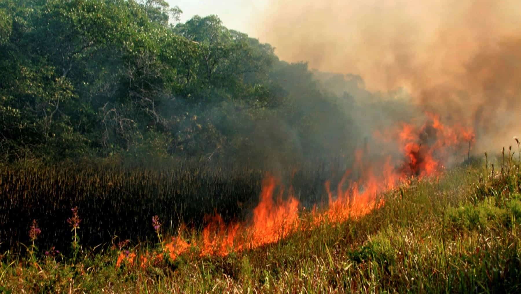 bolivia-incendios-forestales