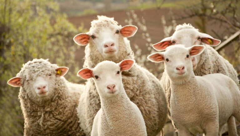 Cantabria razas autóctonas ganado ovino caprino biodiversidad