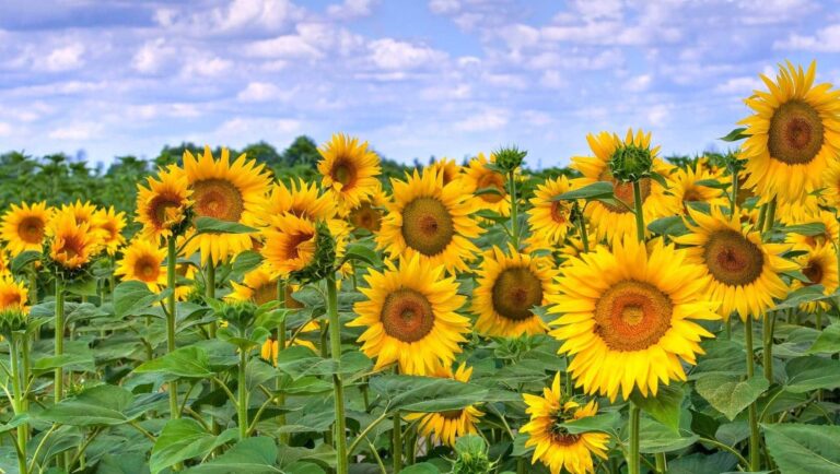 Castilla-La Mancha ayudas girasol medioambiental