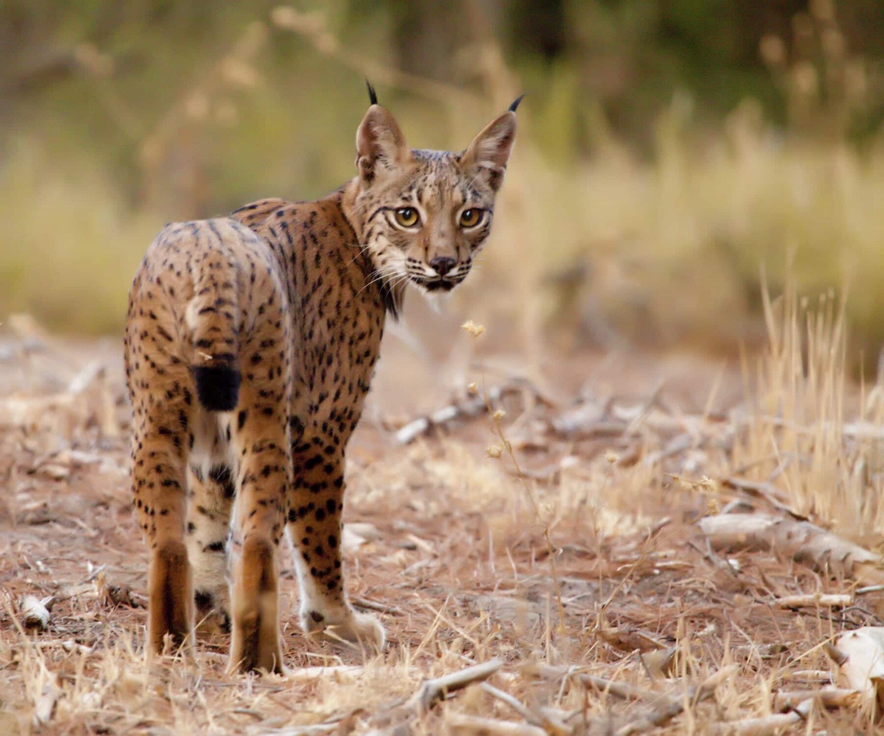 Centro Cría Lince Ibérico Olivilla parto 3 cachorros