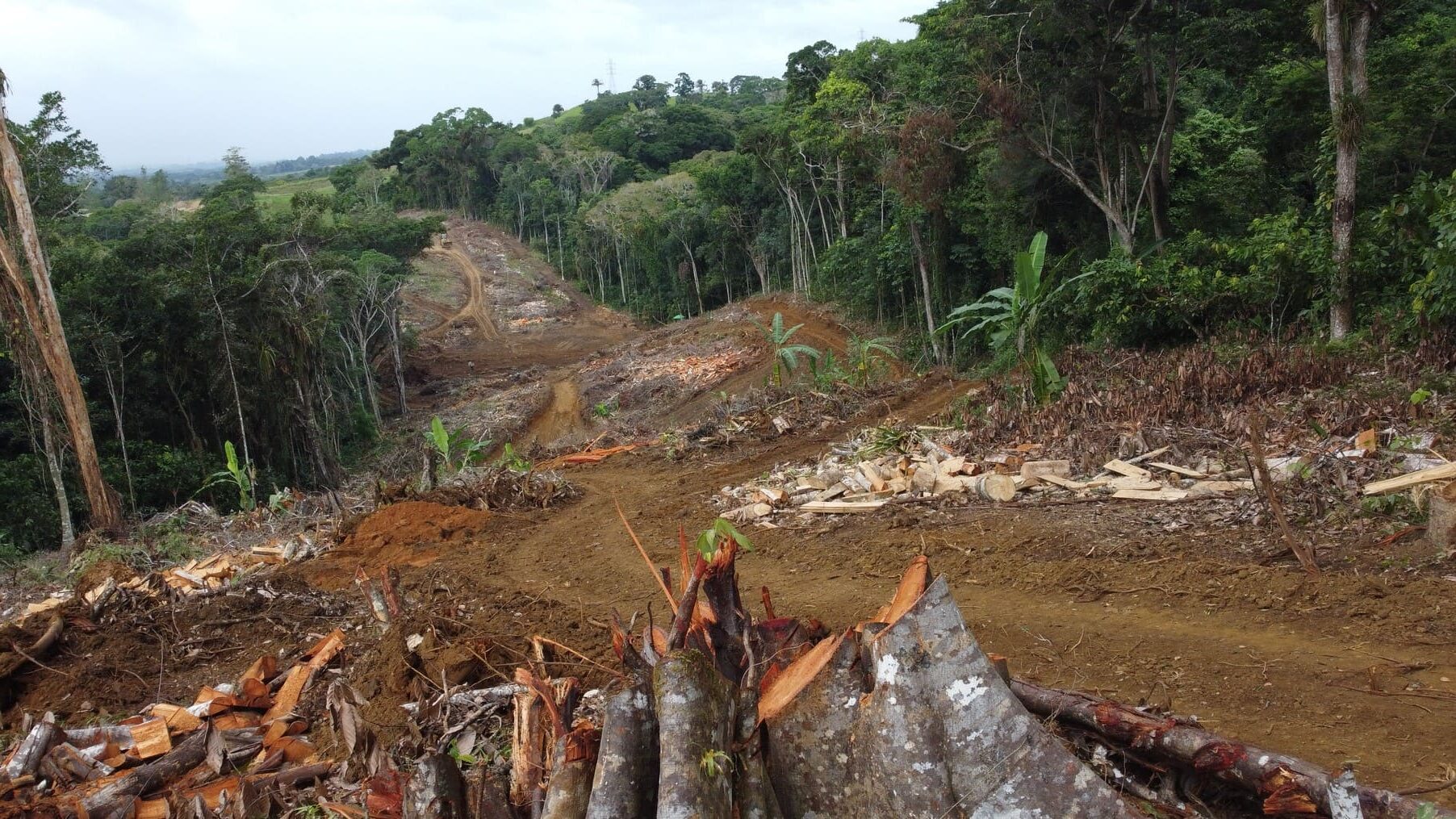 Colombia deforestación