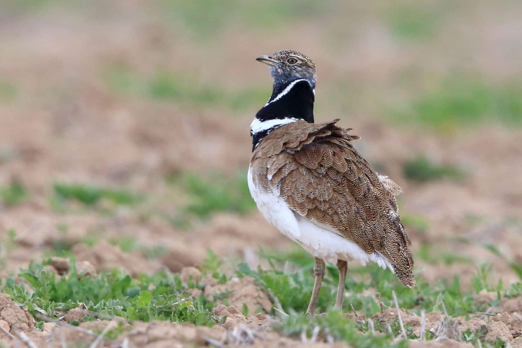 congreso internacional aves esteparias paleartico 2025 ciudad-real