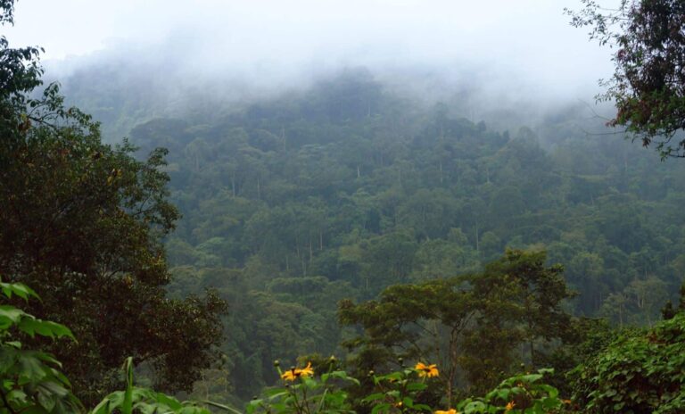 Antes pensaba ser humano vivió selvas tropicales africanas