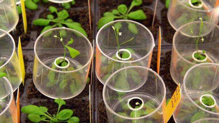 Argentina secretos regeneración plantas