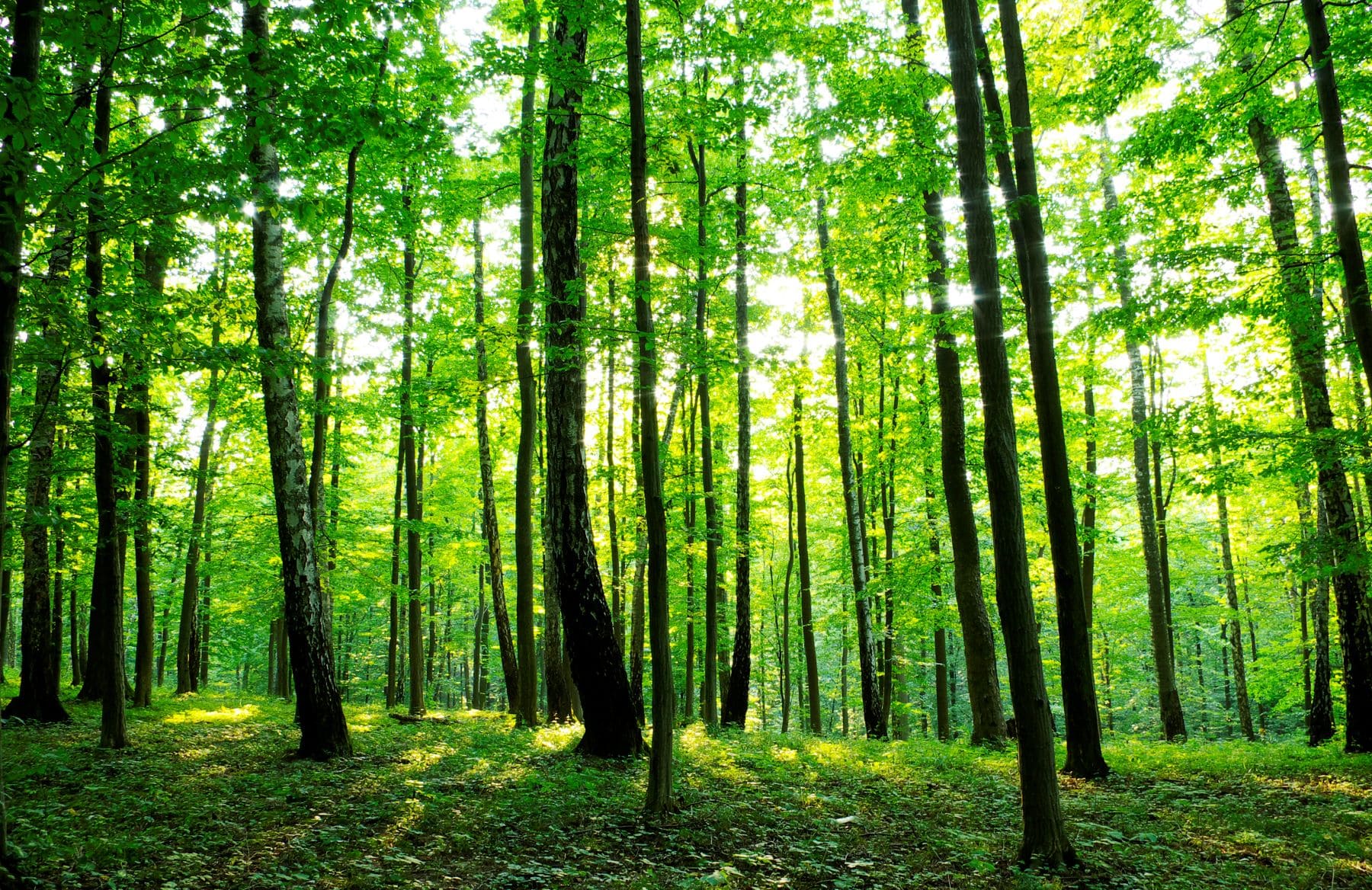 Día Internacional Bosques 2025 La Rioja #Megustalamadera