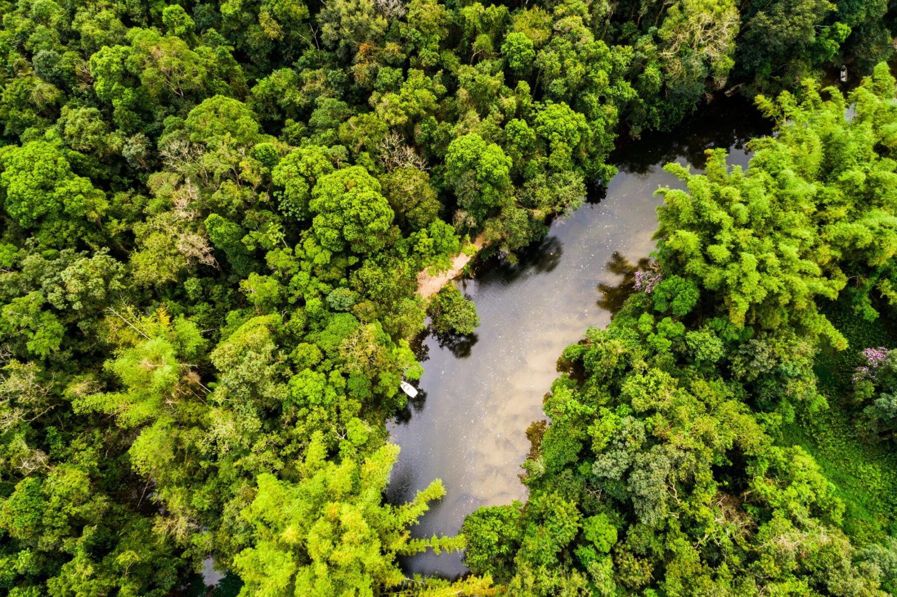 Día Internacional Bosques 2025 Amazonía España