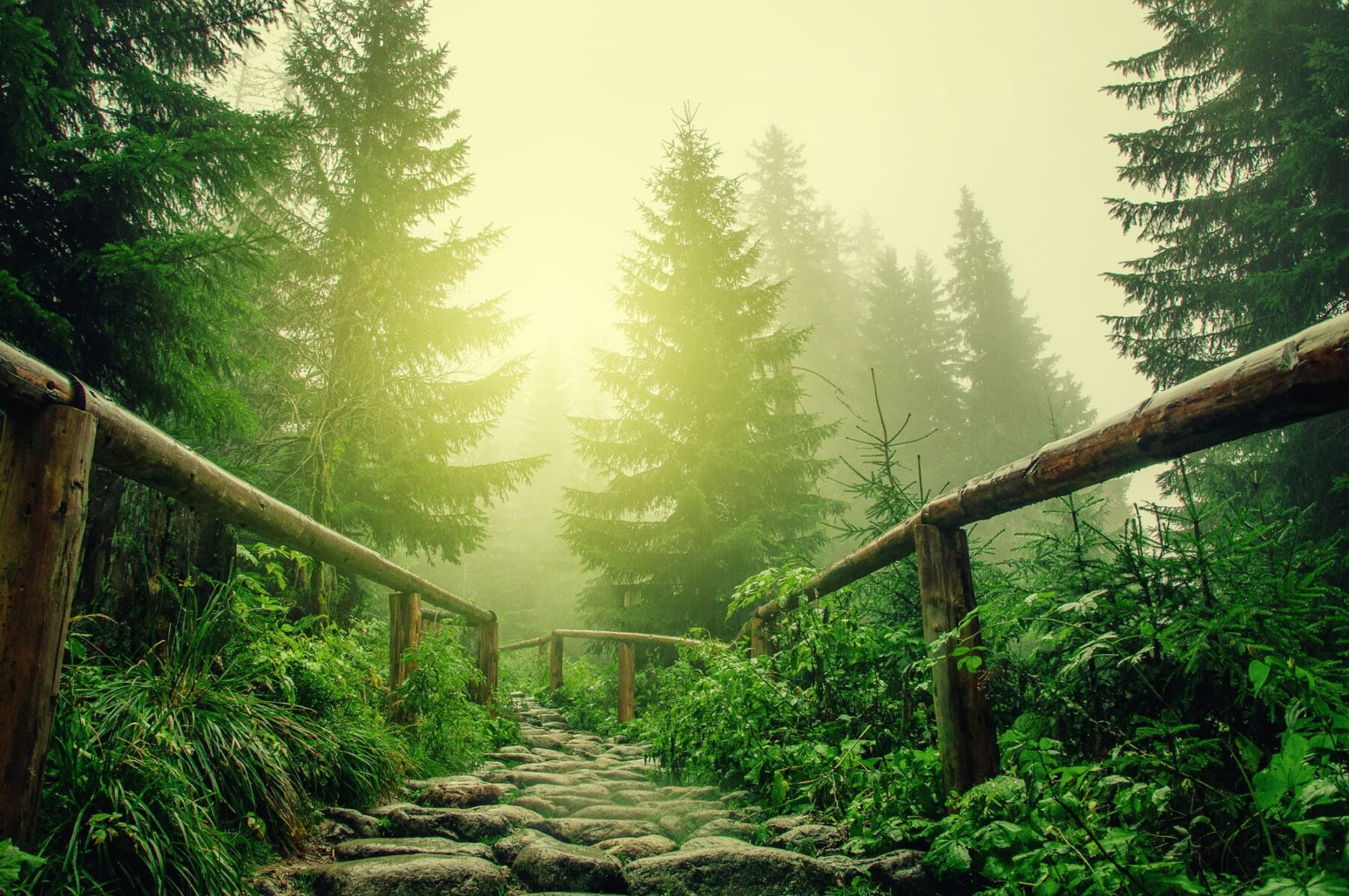 Día Internacional Bosques 2025