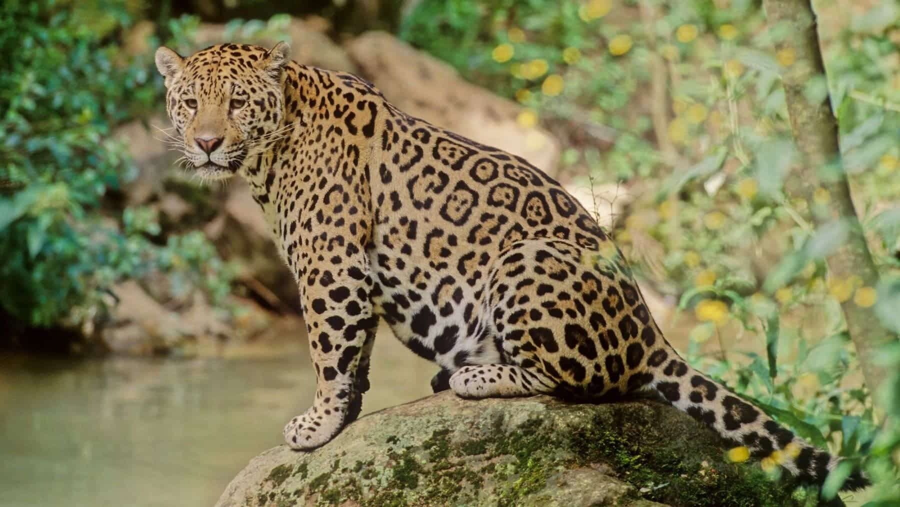 Día Mundial de la Vida Silvestre 2025: falta ‘financiación’ para la conservación de la flora y fauna salvaje