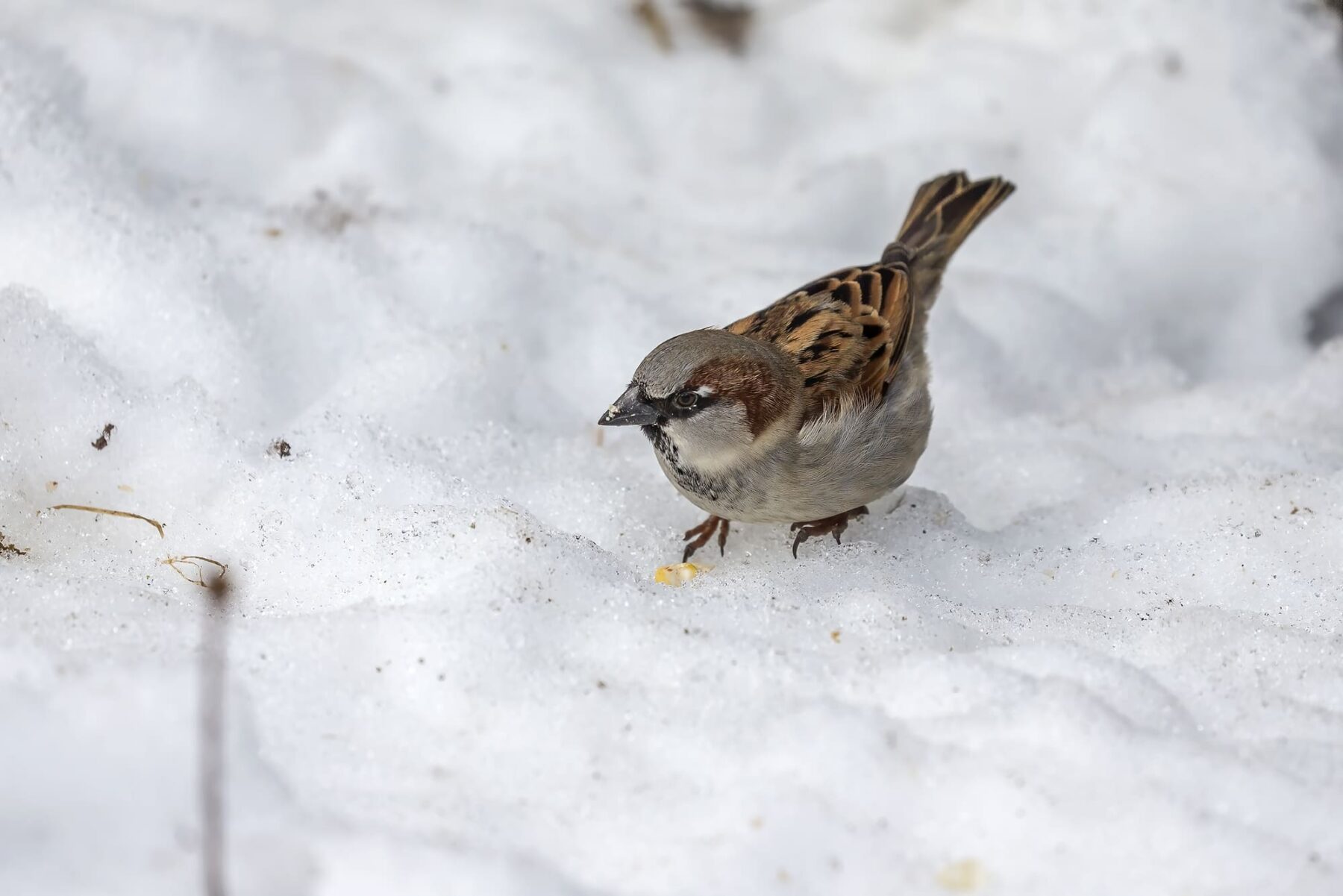 Día Mundial Vida Silvestre 2025 treparriscos pechiazul gorrión alpino bioindicadores calentamiento global
