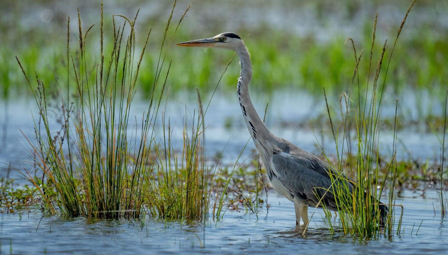 90% medidas Acuerdo de Doñana ejecutadas