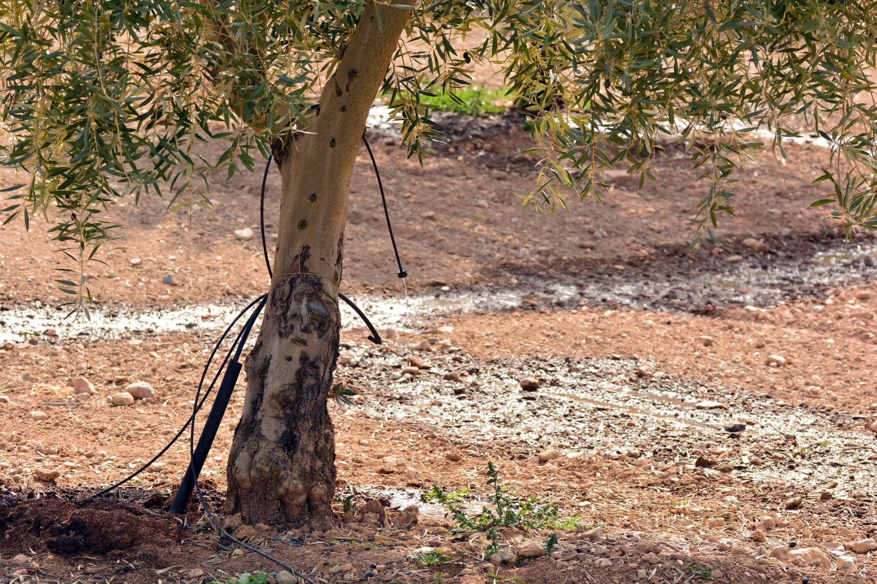 Plan Parra agua agricultura Granada