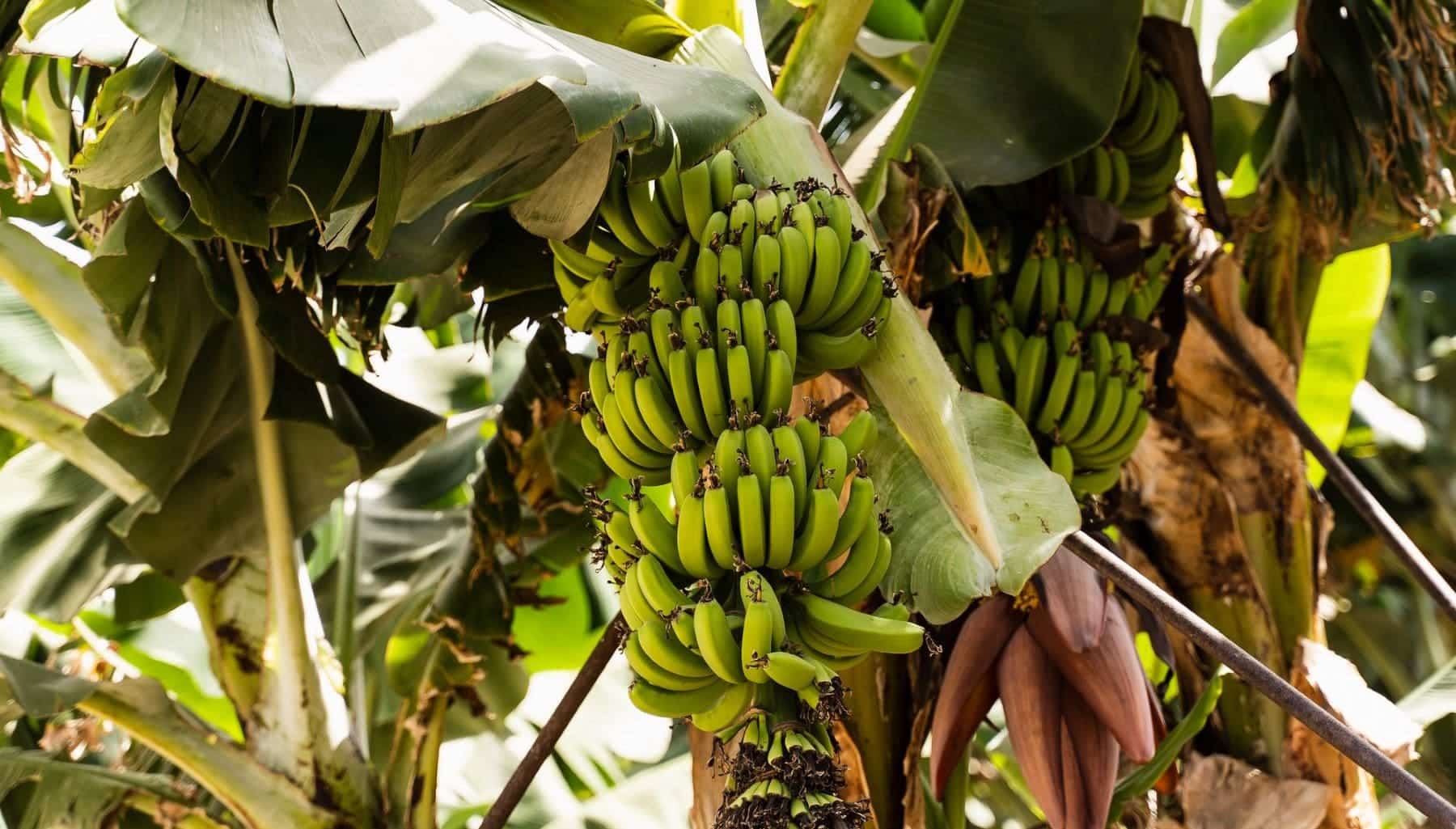 calentamiento global América Latina producción banano
