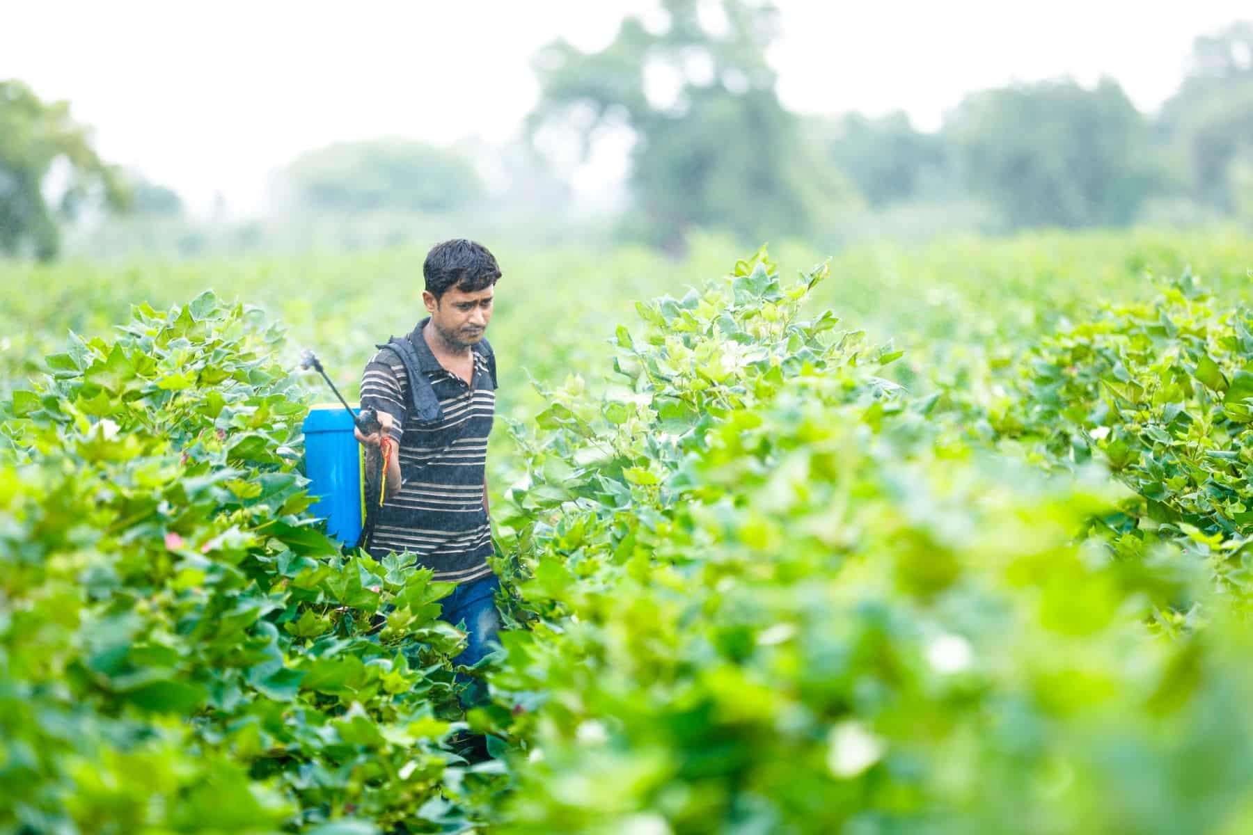 España exportó plaguicidas prohibidos UE