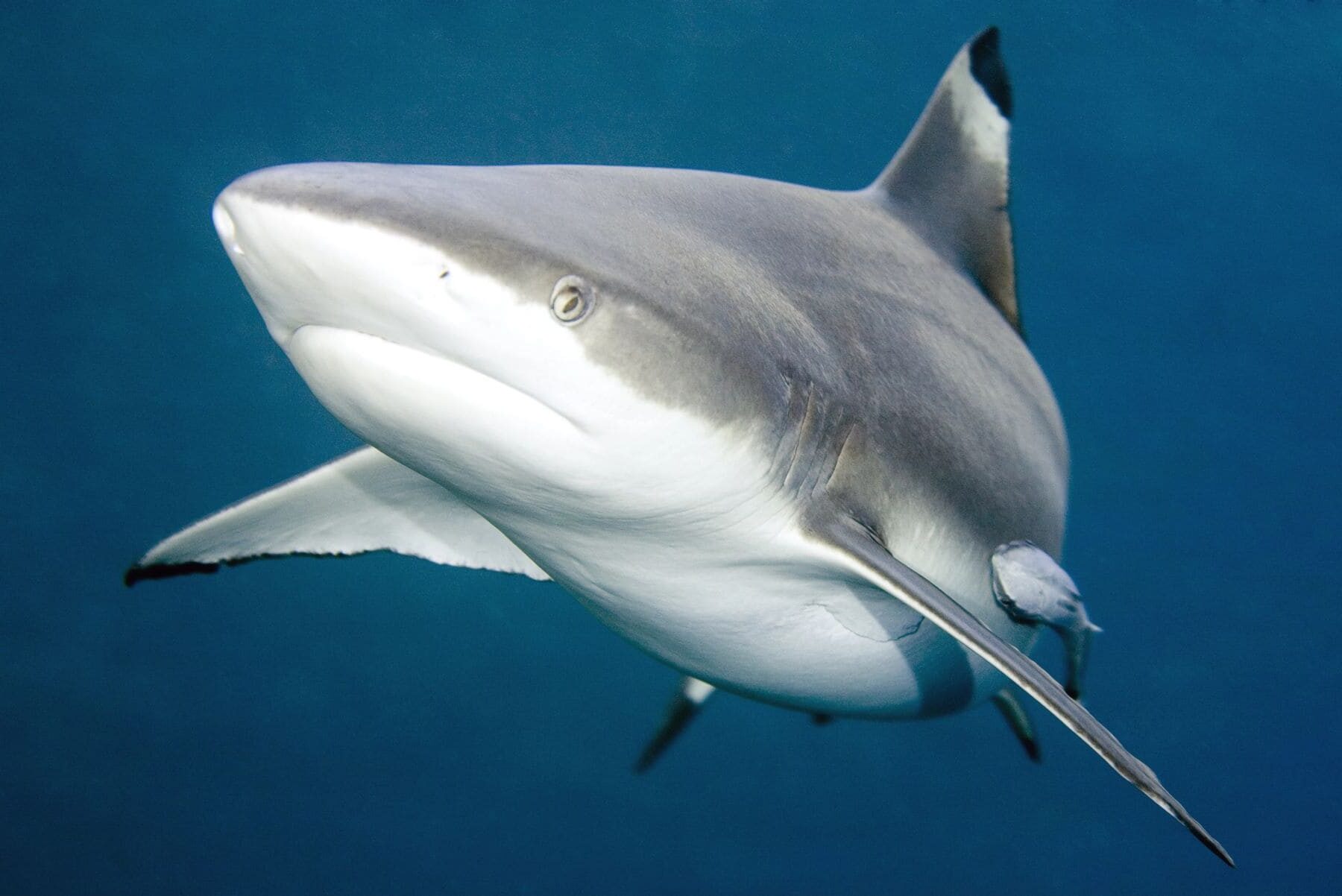 España pesca tiburones protegidos Perú fiscalizar