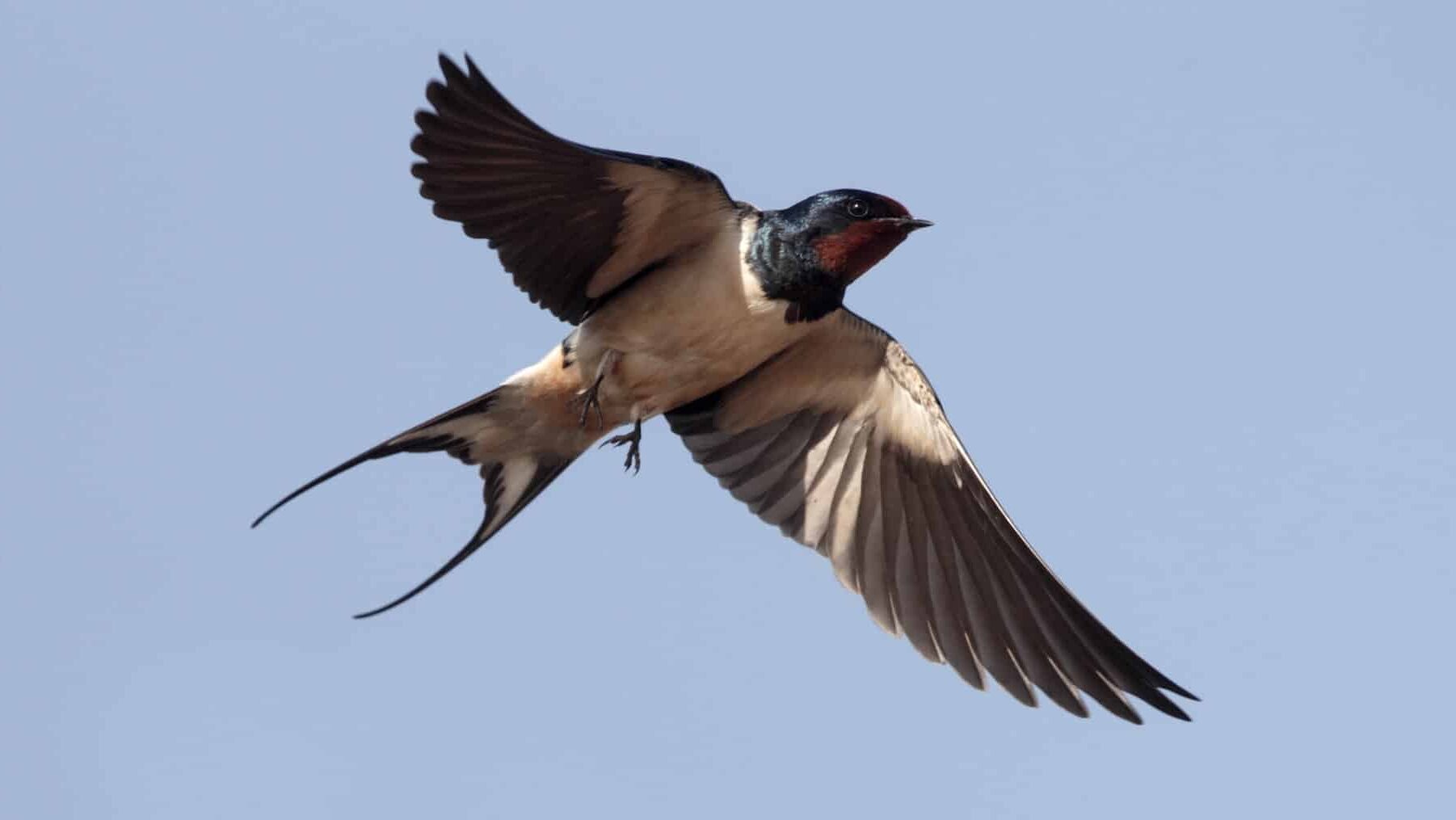 España golondrinas 2025