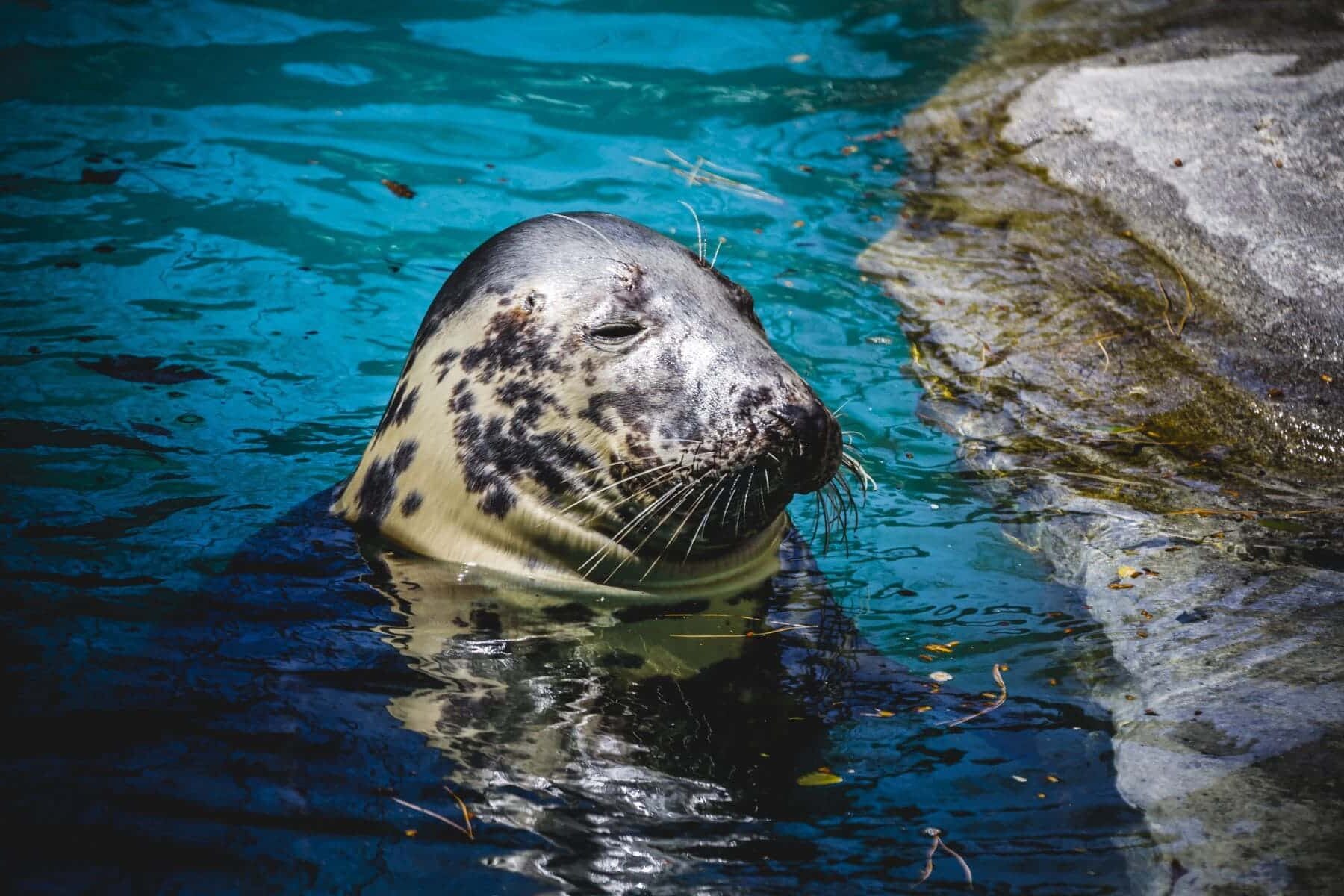 Science mecanismo focas sumergirse largos periodos ahogarse