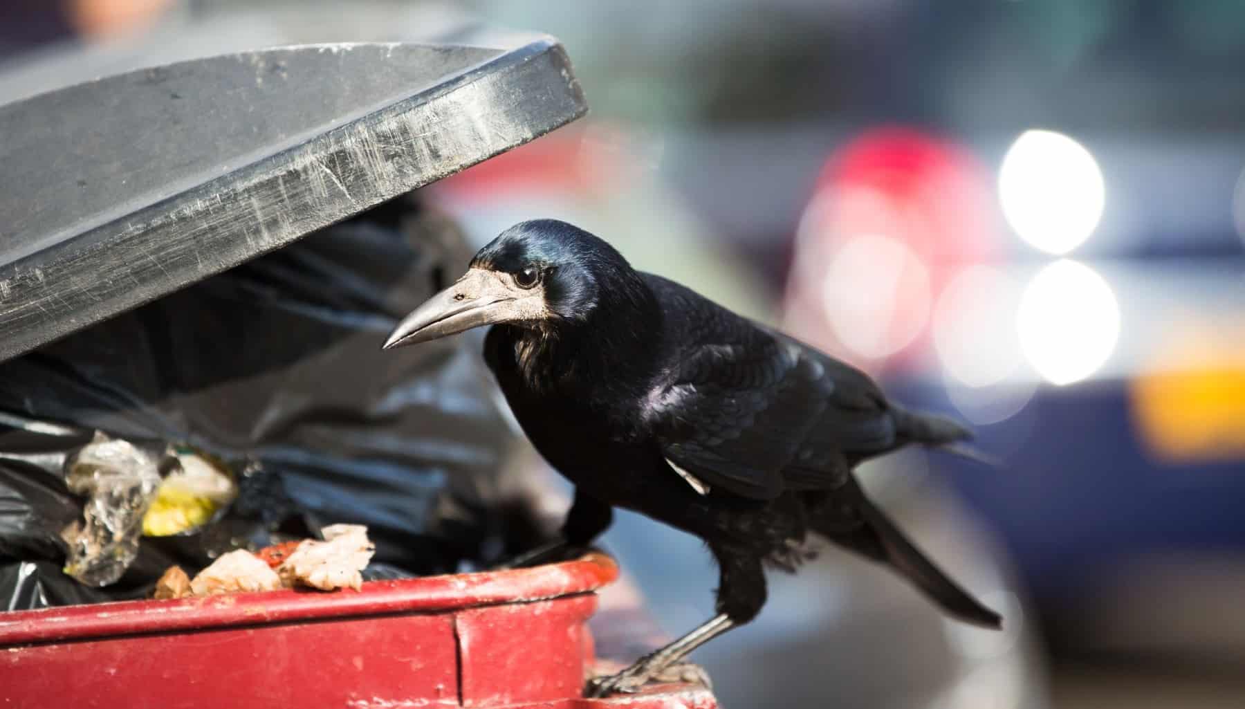 GREFA formación voluntarios microplásticos aves