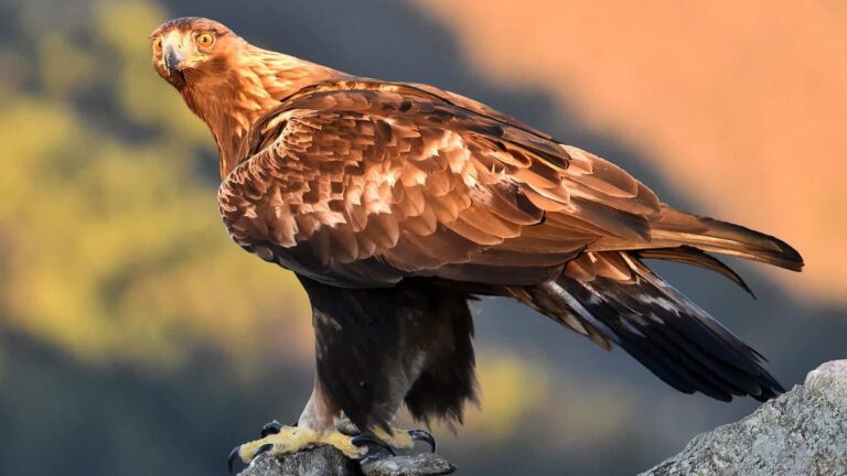 Galicia directiva aves silvestres preservarlas