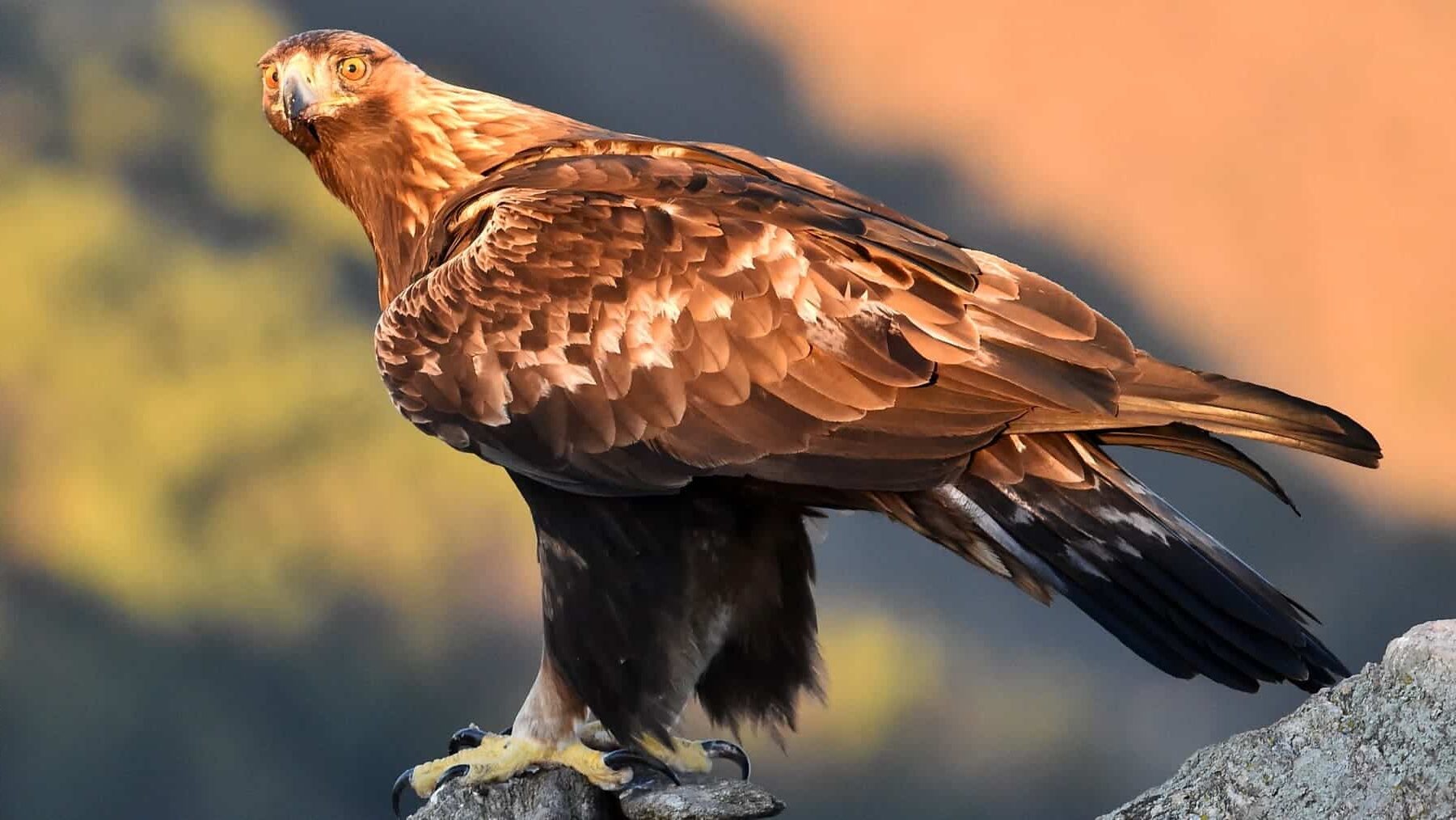 Galicia directiva aves silvestres preservarlas