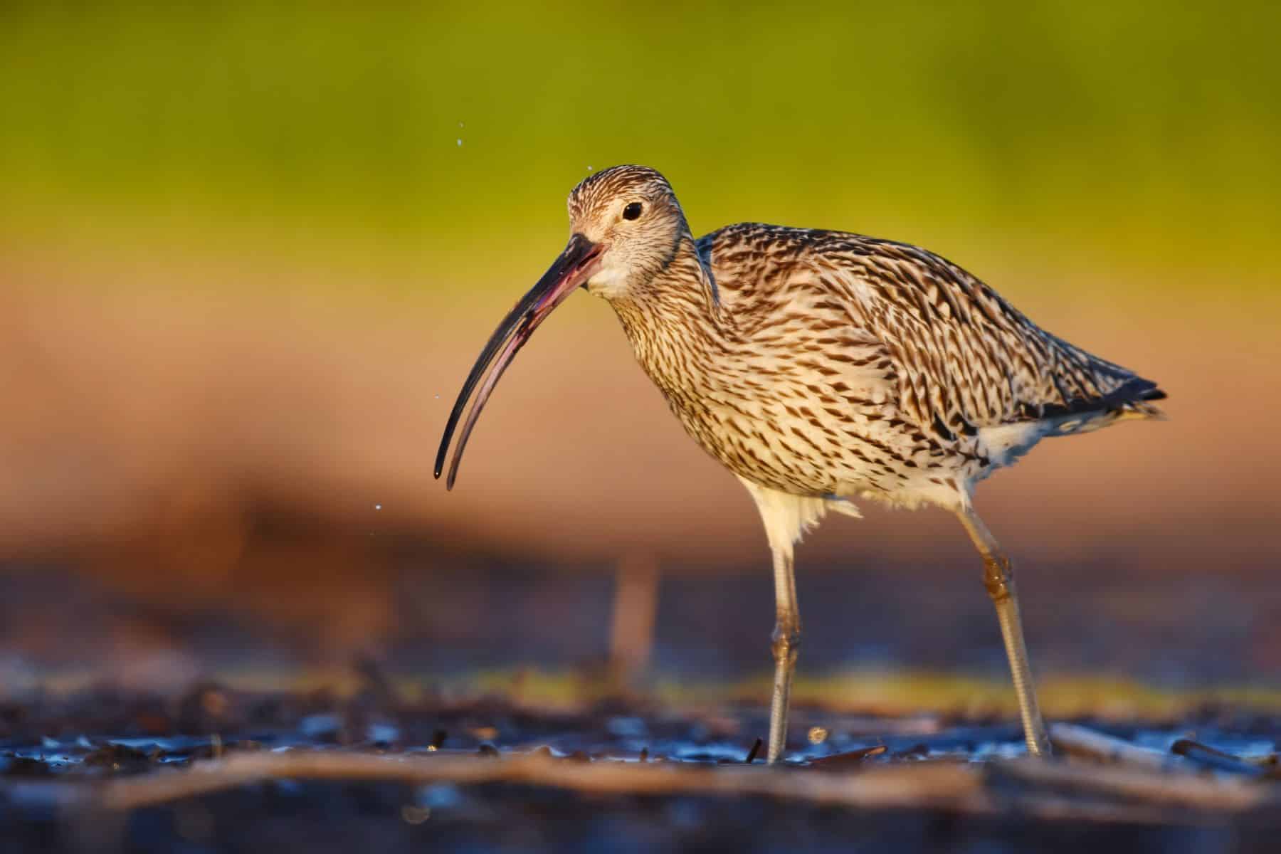 Castro de Rei nidificación cría Zarapito Real