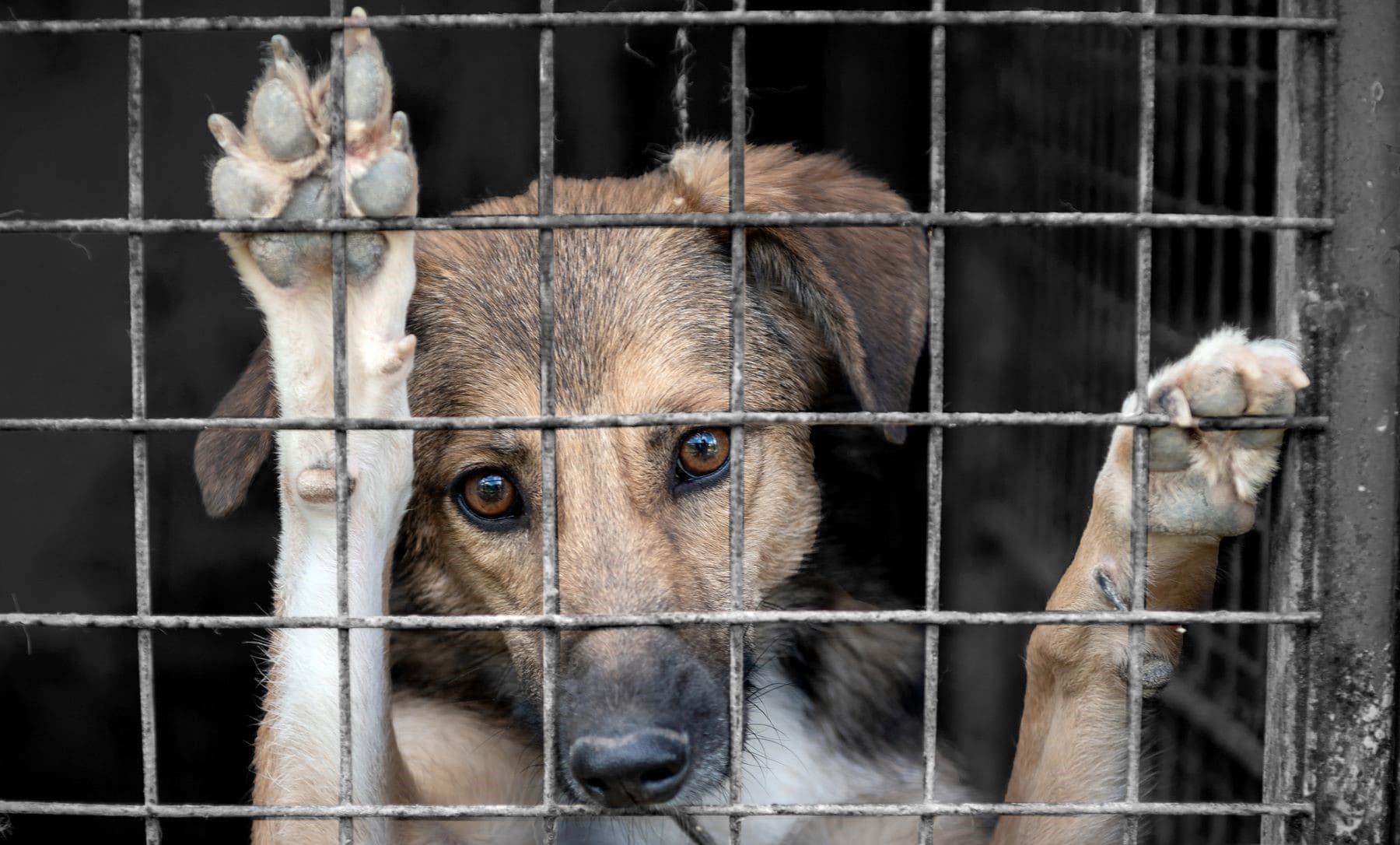 Derechos sociales abandono cría ilegal animales