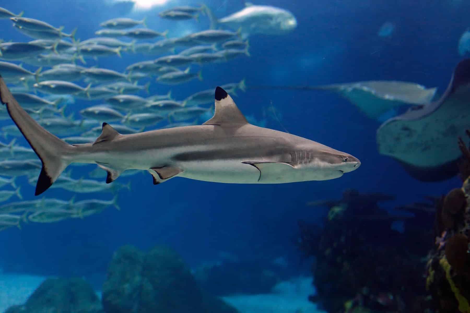 siete especies tiburones contaminados mercurio Colombia