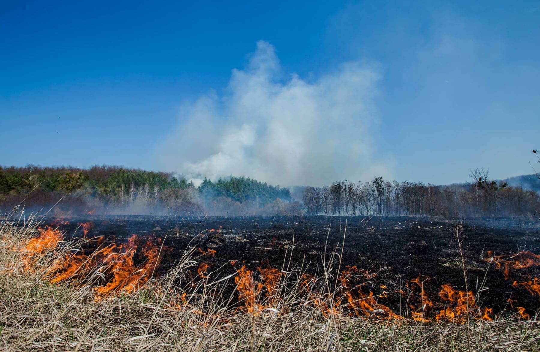 Illes Balears incendios forestales especies invasoras