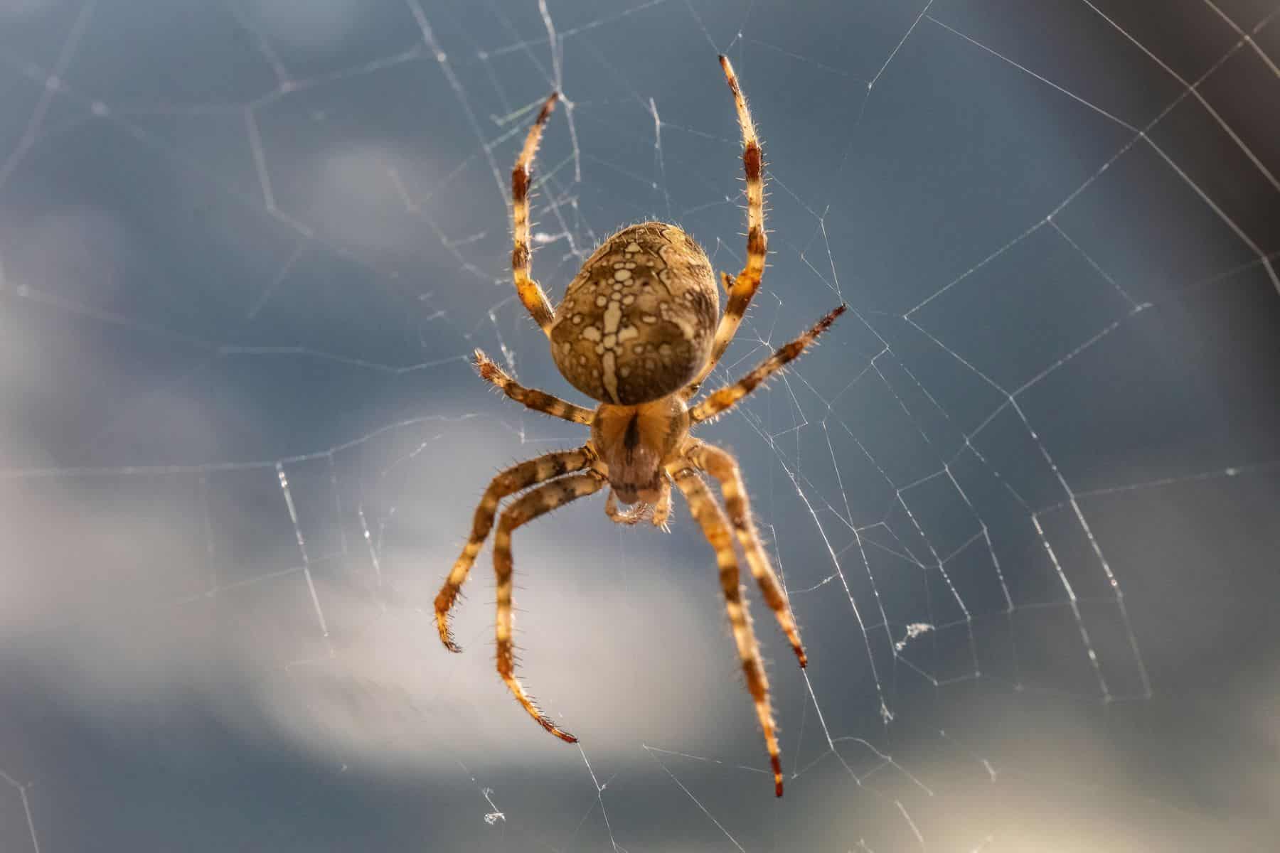Illes Balears arañas archipiélago conservación