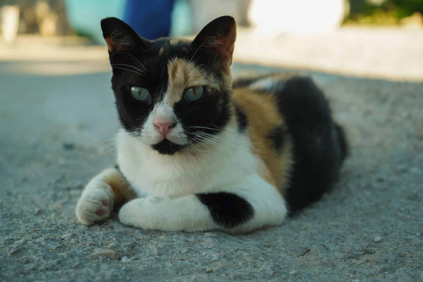 Ordenanza reguladora tenencia animales compañía Bilbao retroceso