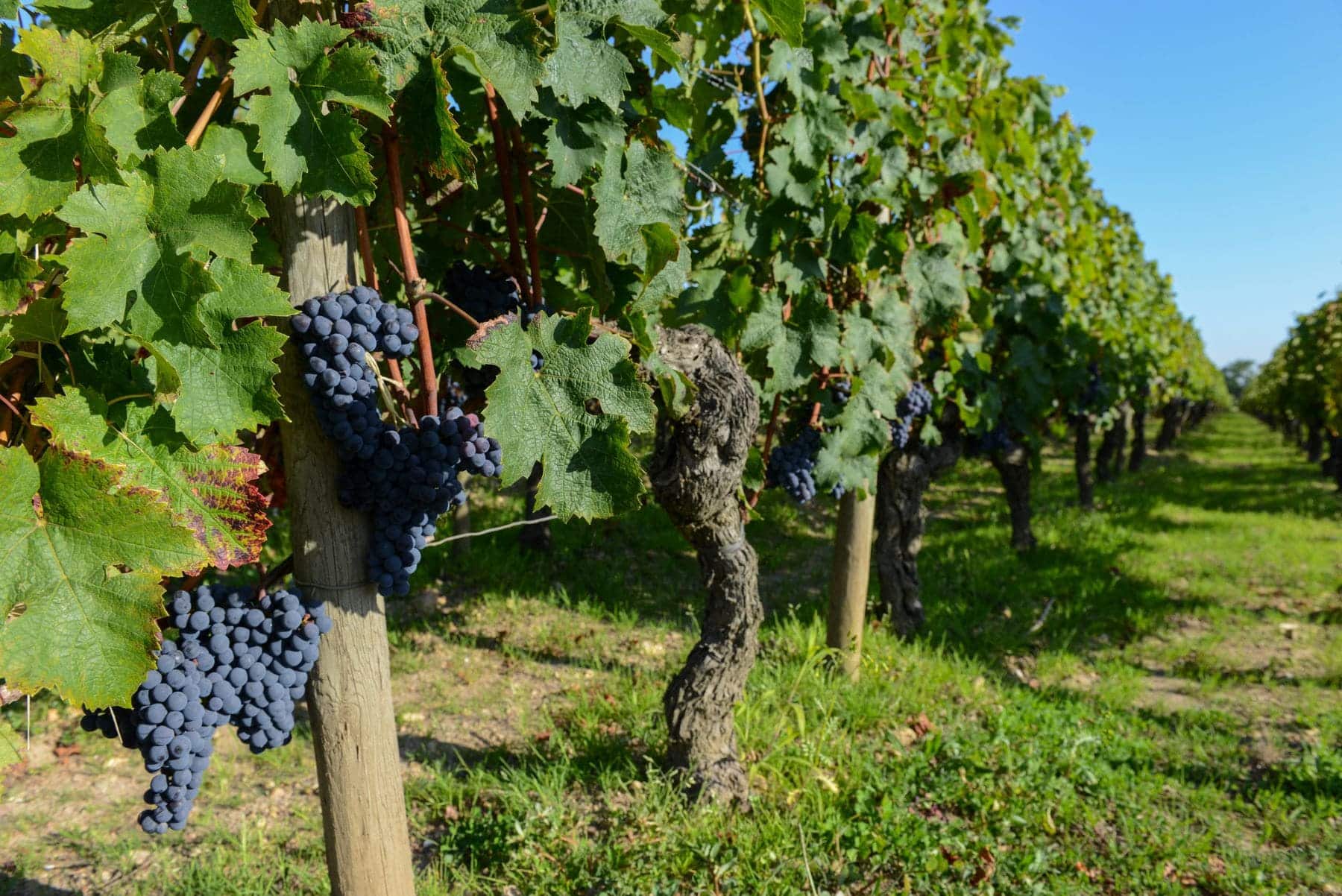 La Rioja quiere más superficie agroecológica de viñedos