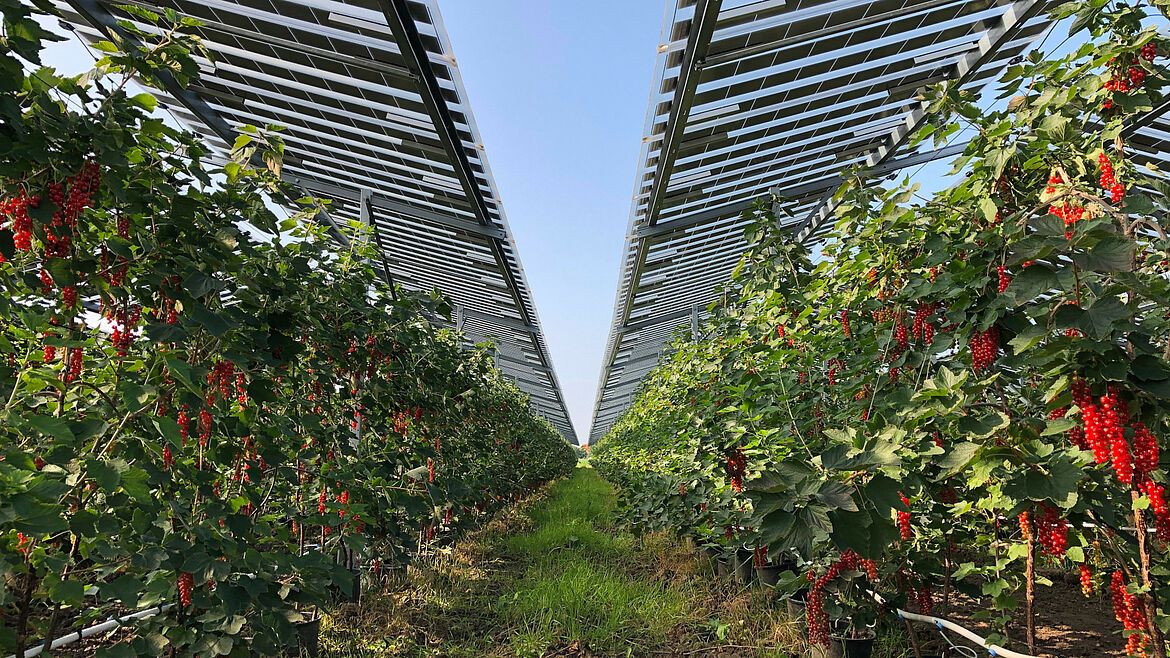 UNEF Jornada Agrovoltaica Andalucía