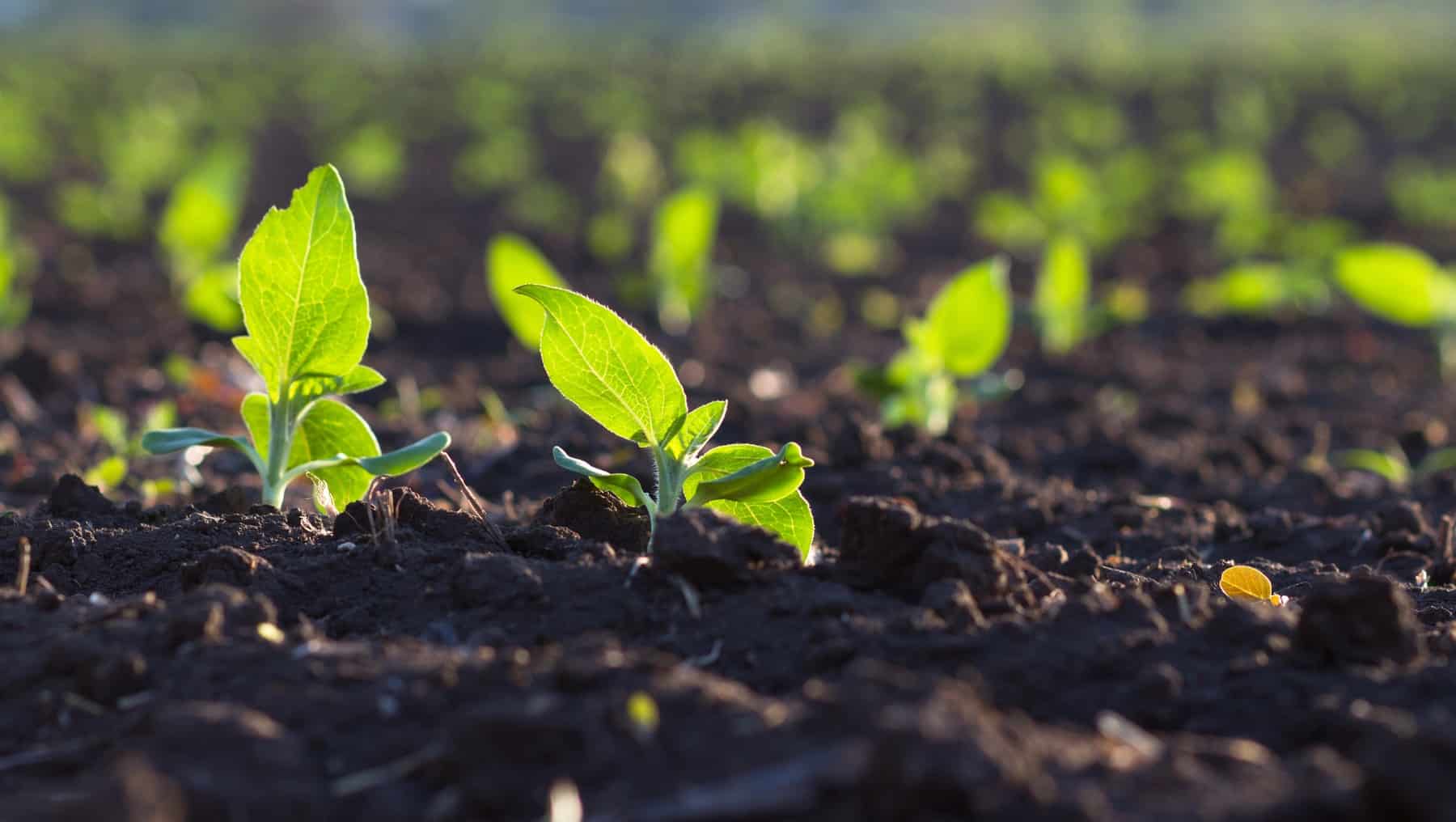 comunidad RECODO armonía biodiversidad agricultura